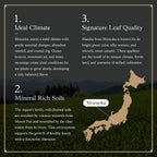 Ocha & Co. Shizuoka Matcha - Ceremonial Grade